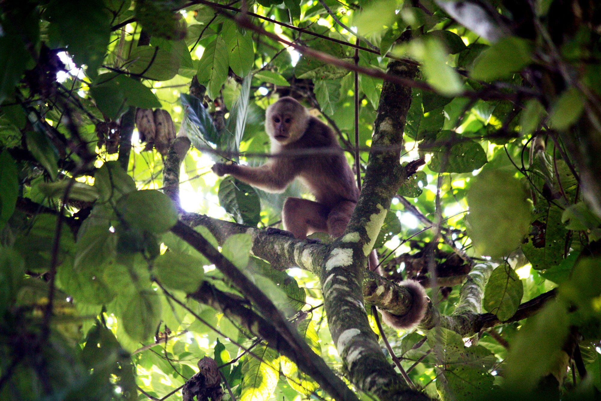 El mono capuchino (Cebus aequatorialis), al igual que el aullador, están en grave peligro de extinción en Ecuador. Foto: Cortesía de Laura Cervera