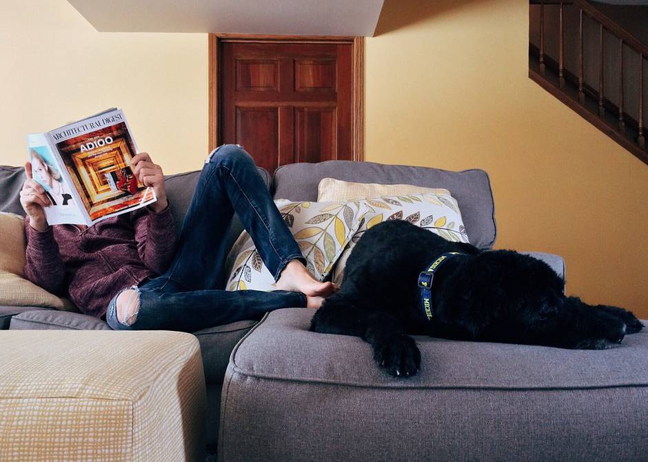 10 razas de perros ideales para casa pequeña o departamento | Sociedad | La  Revista | El Universo