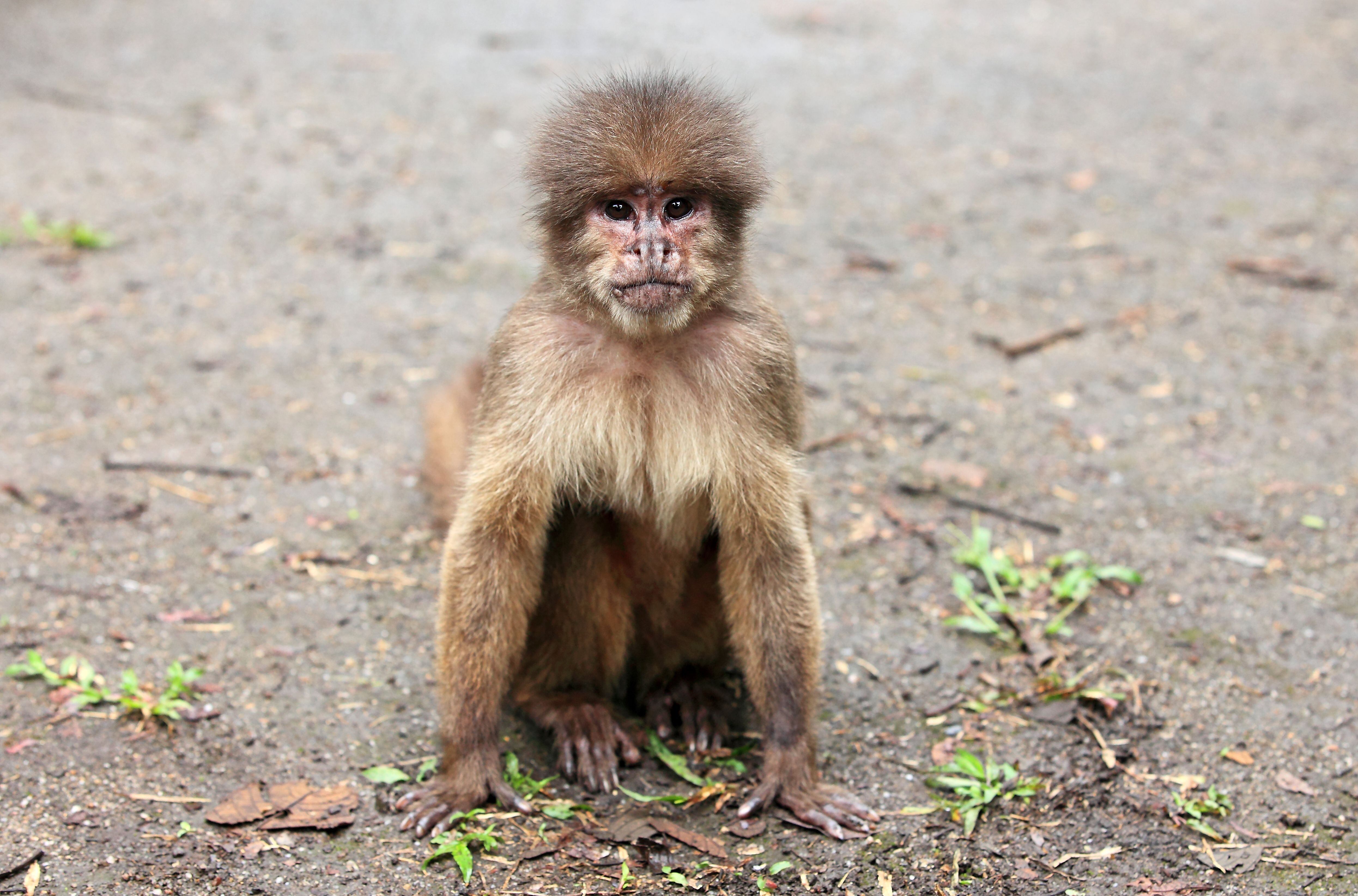 Capuchino ecuatoriano, es vulnerable porque se integra con facilidad a zonas intervenidas por humanos.