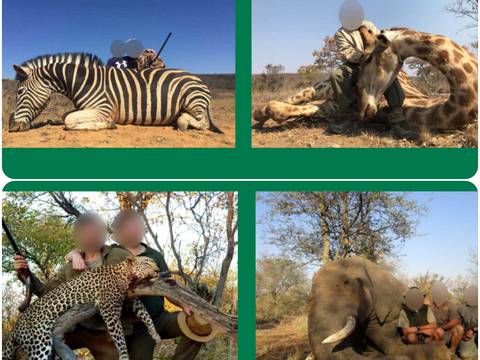 VIDEO: Por $30.000 turistas pueden matar a animales salvajes como elefantes en Sudáfrica