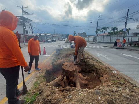 ‘Nos están talando el principal símbolo del sector’: moradores de la ciudadela Samanes lamentan la tala de árboles añosos