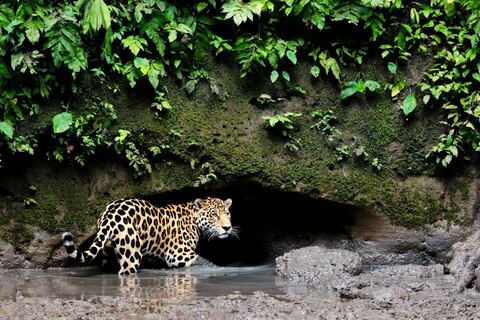 Quedan muy pocos jaguares en la Costa del Ecuador 