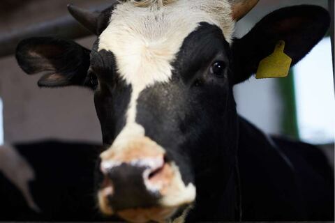 Investigadores crean vacas más pequeñas que dan más leche