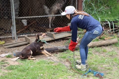 2.906 animales maltratados han sido rescatados en Guayaquil en un año