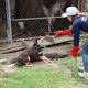 2.906 animales maltratados han sido rescatados en Guayaquil en un año