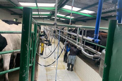 Ante cortes de luz en Ecuador, productores de leche en Carchi contratan personal adicional para labores de ordeño que se cumplen 2 veces al día 