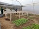 Implementan semilleros de hortalizas para beneficiar a productores en Taday, Cañar