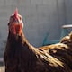 Cuáles son los síntomas de la gripe aviar en variante H5N2 que provocó una muerte en México