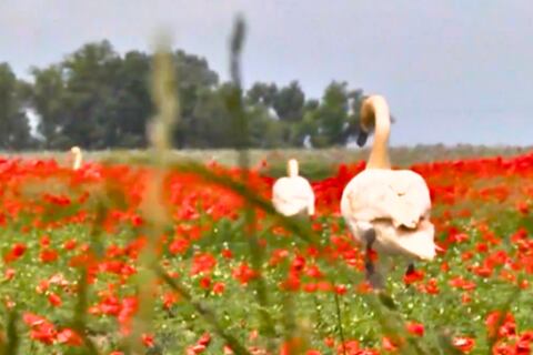 Cisnes dejaron de volar a causa del consumo constante de amapola