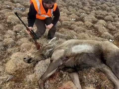 Funcionarios de Alaska sacrifican a un alce infectado con rabia del zorro ártico, el primer caso registrado en América del Norte 
