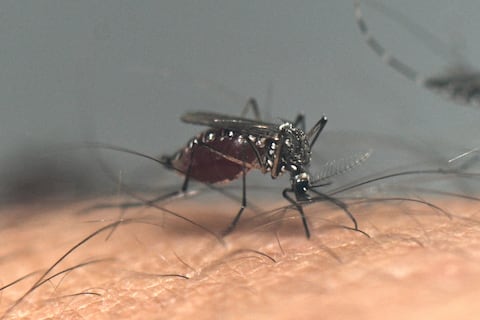 Guatemala declara emergencia nacional por epidemia de dengue