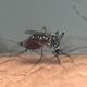 Aumentan contagios de dengue en Reino Unido por aparición de mosquitos debido al cambio climático