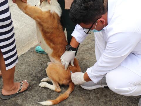 Más de 8.800 animales de compañía reciben vacunación contra la leptospirosis en Guayaquil como medida ante el fenómeno de El Niño