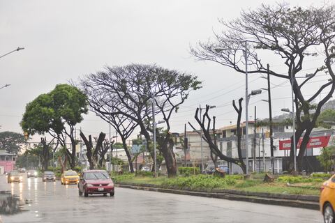Cochinilla en Guayaquil: el 80 % de árboles sometidos a tratamiento muestra  rebrotes