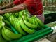 Ecuador aprovecha problemas de producción de Filipinas y exporta el triple de banano a Corea del Sur 