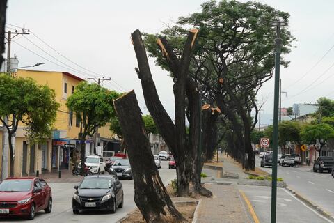 ‘Pasamos de tener árboles frondosos y verdes a troncos cortados’: en Guayaquil se extraen especies que no respondieron a tratamiento contra la cochinilla