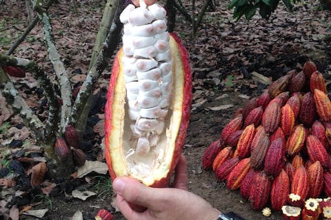 Con la cadena del cacao libre de deforestación arranca iniciativa que busca fomentar el empleo juvenil en el campo  