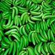Rusia suspende a cinco exportadoras de banano ecuatoriano, sector se enteró en portal de entidad fitosanitaria y busca una confirmación