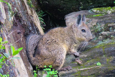 Esta es la enigmática vizcacha, endémica de Ecuador, conocida como arnejo por tener orejas similares a las de un conejo y cola parecida a la de una ardilla