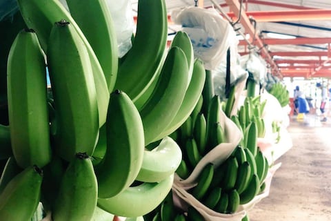 Ecuador y cuatro países bananeros más insisten a supermercados de Europa que calculen un precio justo real de la fruta