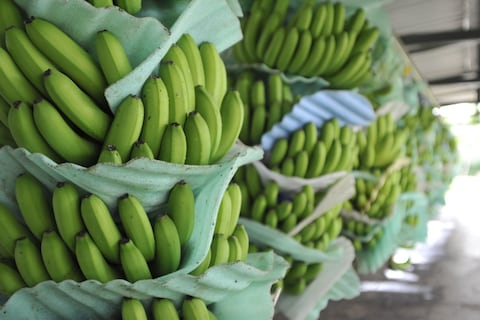 Banano ecuatoriano ya llegó a China con menos aranceles por acuerdo comercial
