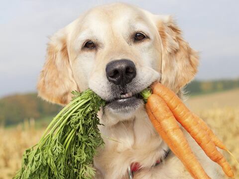 Jornada gastronómica para recolectar fondos por los animales 