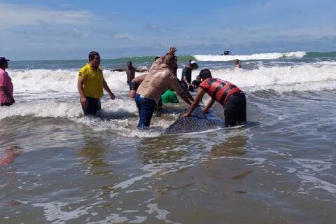 Tiburón ballena se varó en balneario Las Palmas, en Esmeraldas, y causó susto a turistas 