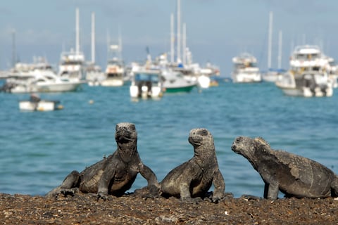 Más de 23.000 iguanas viven en Galápagos: Fernandina es la isla con más reptiles marinos