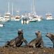 Más de 23.000 iguanas viven en Galápagos: Fernandina es la isla con más reptiles marinos