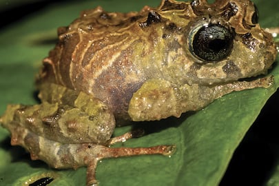 Una impresionante, colorida y espinosa rana es descubierta por científicos en Ecuador