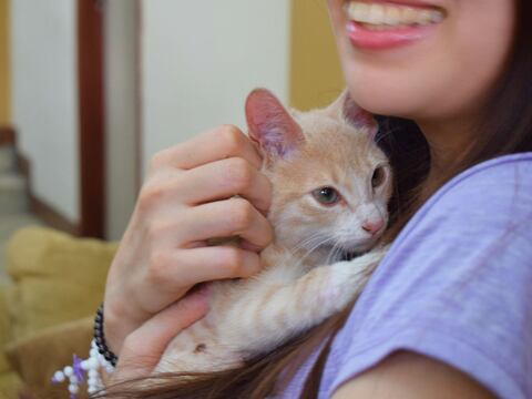 José Joaquín, el gatito rescatado en Guayaquil, ya está en su nuevo hogar   