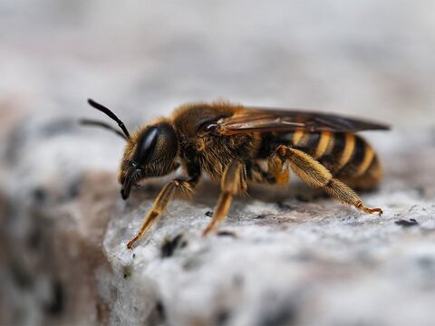 Picadura de abeja cerca del ojo: ¿Cómo actuar y cuándo buscar ayuda profesional?