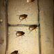 ‘Manicho’, escarabajo muy común en la época lluviosa de Guayaquil, y de aspecto poco agraciado, es parte de la dieta de otros animales