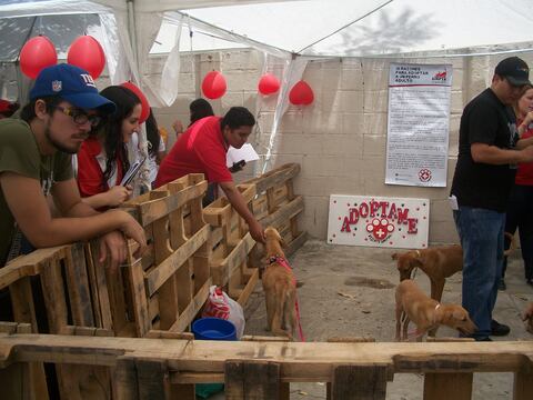 Nueva jornada de adopción de Fundación Rescate Animal Ecuador