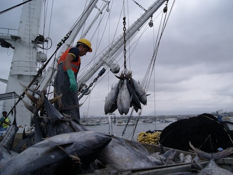 Acuerdo ministerial habilitaría a flota pesquera ecuatoriana a pesca de calamar gigante 