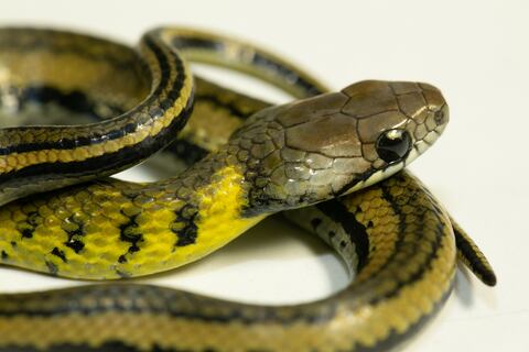 ‘Erythrolamprus darwinnunezi’, la nueva especie de serpiente descubierta en las laderas amazónicas de los Andes en Ecuador