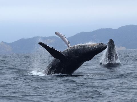Manabí: Las ballenas danzan casi solas, por la crisis sanitaria no hay observación