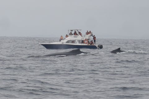 Santa Elena tiene 21 embarcaciones para el avistamiento de ballenas jorobadas, entre las 09:00 y 16:30 