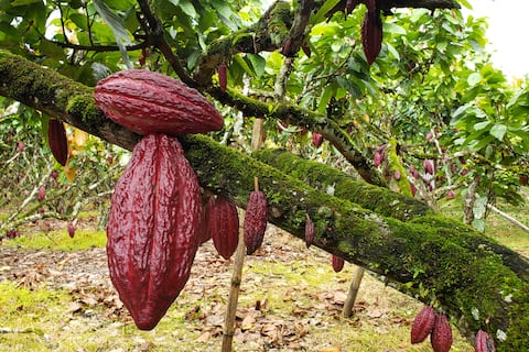 ¿En cuánto está el precio del quintal de cacao que recibe el productor en Ecuador?