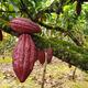 ¿En cuánto está el precio del quintal de cacao que recibe el productor en Ecuador?