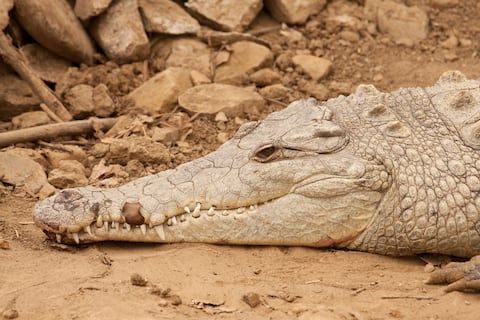 ¿Cuántas especies de cocodrilos y caimanes habitan en Ecuador?, unos miden hasta 7 metros 