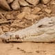 ¿Cuántas especies de cocodrilos y caimanes habitan en Ecuador?, unos miden hasta 7 metros 