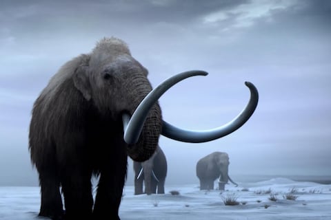 Un trozo de piel de mamut lanudo de 52.000 años de antigüedad revela por primera vez la forma tridimensional de su ADN