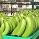 El banano inició con pie derecho la segunda mitad del 2023, pero las exportaciones aún no cubren la caída del 2022