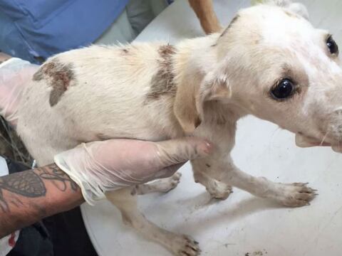 Perros y gatos rescatados del terremoto estarán en adopción en Guayaquil