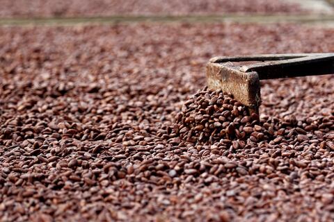 Alto precio del cacao seduce a sembrar más, con el riesgo de una sobreproducción que lo desplome a futuro  