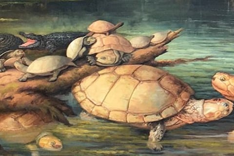 El fósil de una tortuga gigante que vivió hace 57 millones de años fue encontrado en Colombia