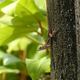 Lagartija de Cuba se expande al norte de Ecuador y está considerada como una “gran amenaza” para la naturaleza 