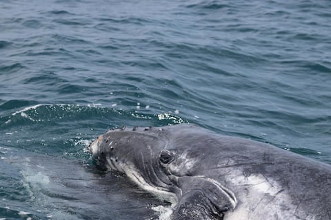 En las costas de Puerto López, en Ecuador, ya se divisa la primera presencia masiva de ballenas jorobadas de la temporada