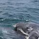 En las costas de Puerto López, en Ecuador, ya se divisa la primera presencia masiva de ballenas jorobadas de la temporada